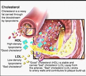 Cholesterol could be a sort of fat that's a part of all animal cell		